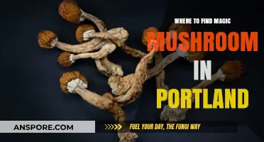 Exploring Portland's Hidden Spots for Magic Mushrooms: A Local's Guide