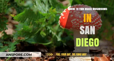 Exploring San Diego's Hidden Spots for Magic Mushrooms Safely