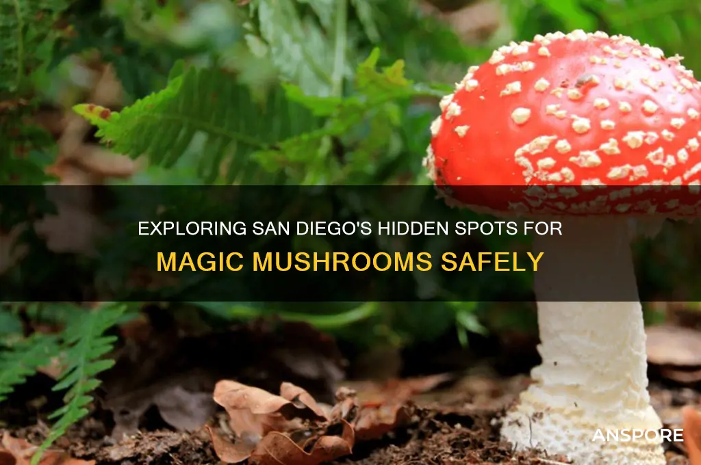 where to find magic mushrooms in san diego