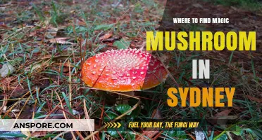 Sydney's Secret Spots: Discovering Magic Mushrooms in Nature