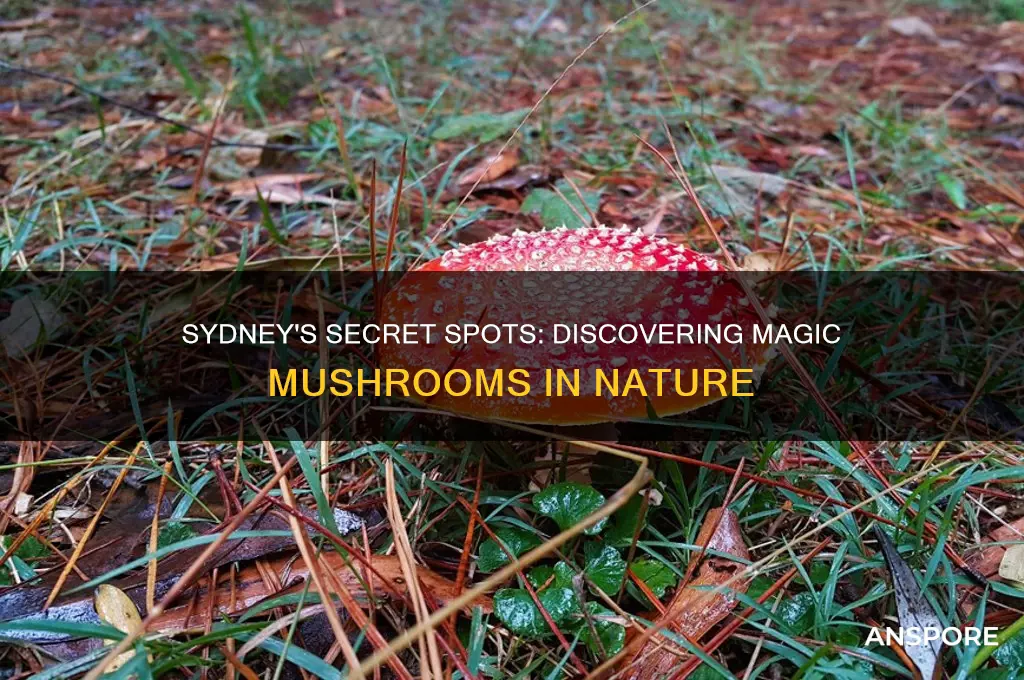 where to find magic mushrooms in sydney