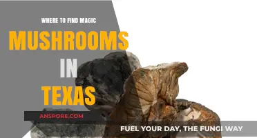 Exploring Texas: Top Spots to Find Magic Mushrooms Safely