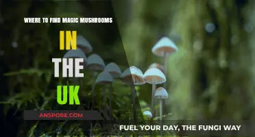 Discovering UK's Hidden Gems: Locating Magic Mushrooms in Nature