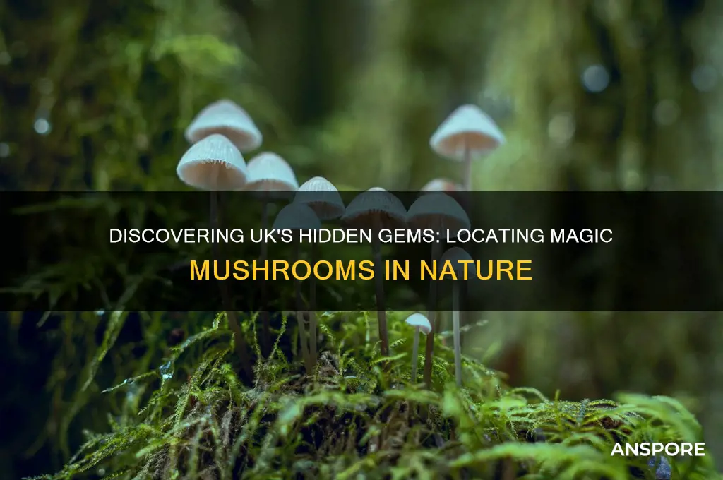 where to find magic mushrooms in the uk