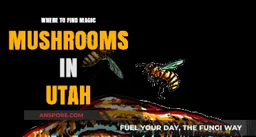 Exploring Utah's Hidden Gems: Locating Magic Mushrooms Safely and Legally