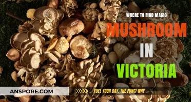 Discovering Victoria's Hidden Magic Mushroom Spots: A Forager's Guide