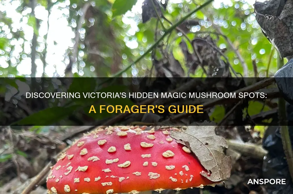 where to find magic mushrooms in victoria