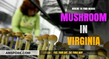 Exploring Virginia's Forests: Locating Magic Mushrooms in Nature's Hideaways