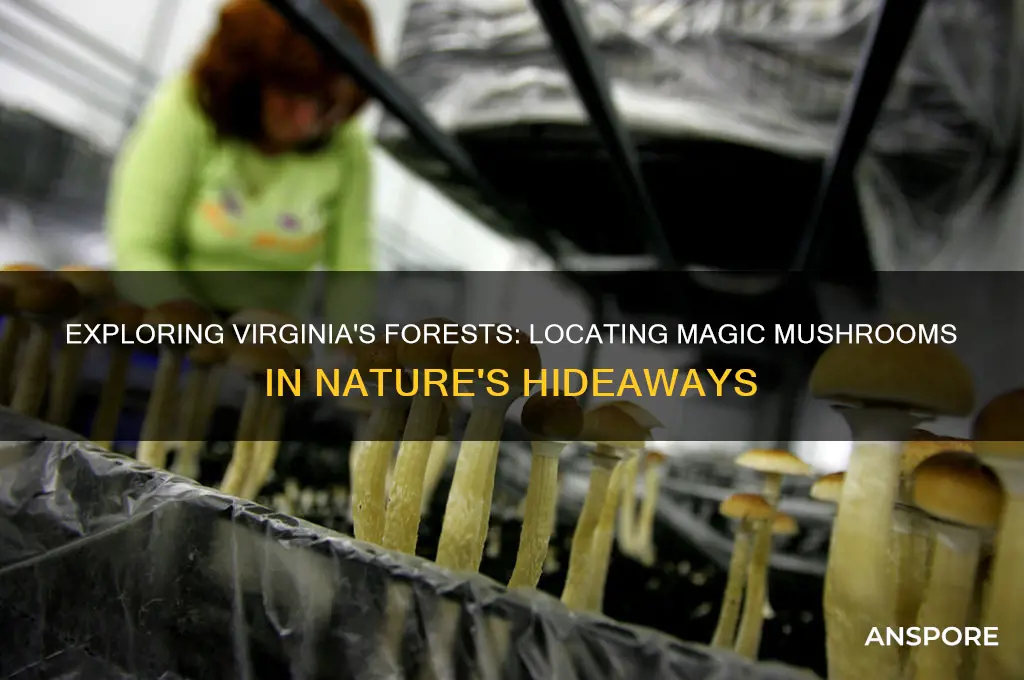 where to find magic mushrooms in virginia