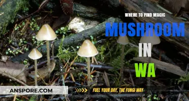 Exploring Washington's Forests: Top Spots for Magic Mushroom Foraging
