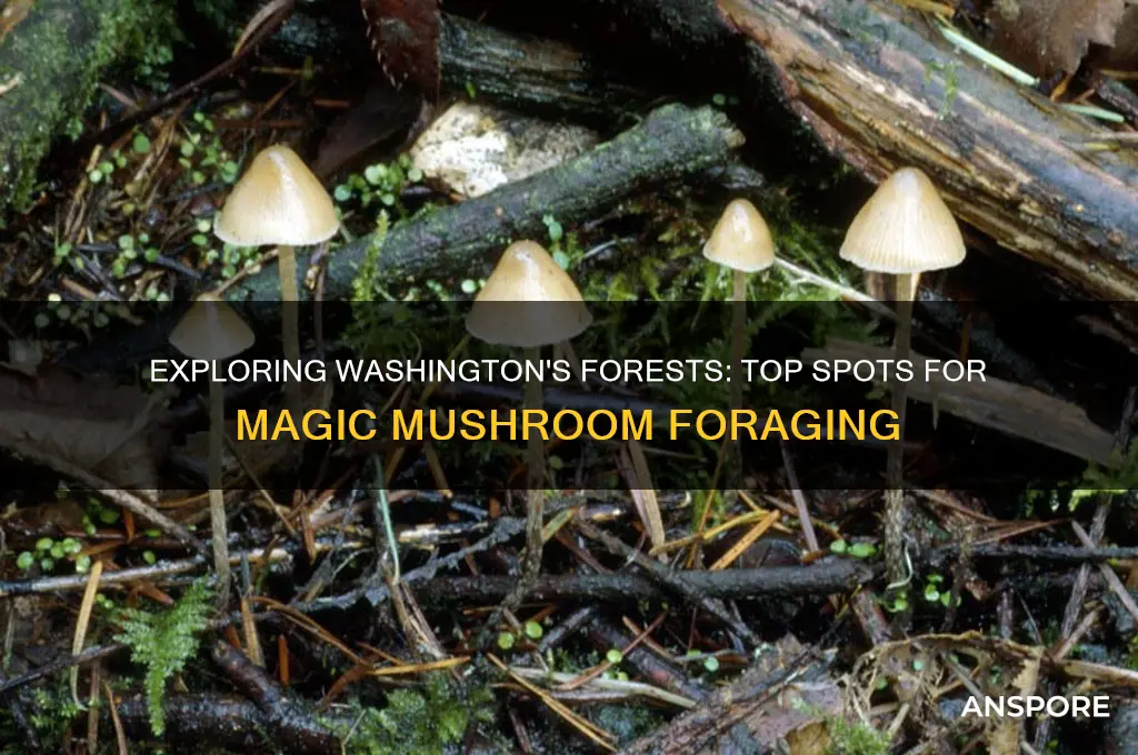 where to find magic mushrooms in wa