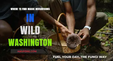 Exploring Washington's Wild: Top Spots for Magic Mushrooms