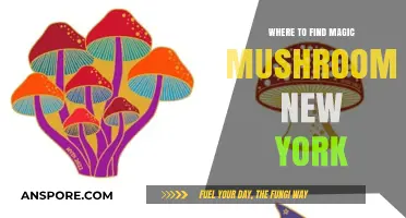 Discovering Magic Mushrooms in New York: Top Spots and Tips