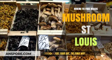 Discovering Magic Mushrooms in St. Louis: Top Spots and Tips