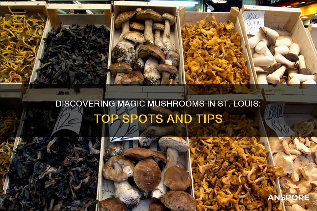 where to find magic mushrooms st louis