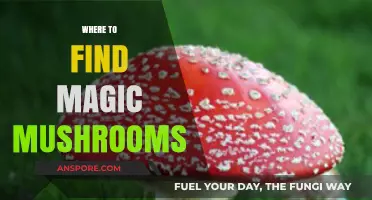 Discovering Nature's Hidden Gems: Locating Wild Magic Mushrooms Safely