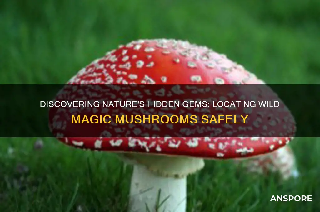 where to find magic mushrooms