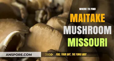 Discover Maitake Mushrooms in Missouri: Top Foraging Spots and Tips