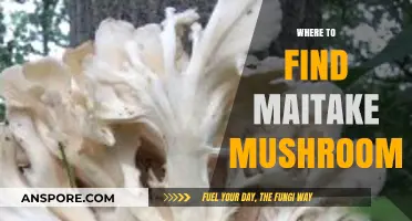 Discovering Maitake Mushrooms: Top Spots for Foraging and Buying