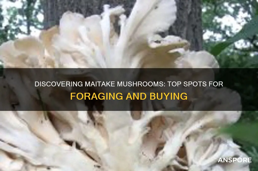 where to find maitake mushrooms