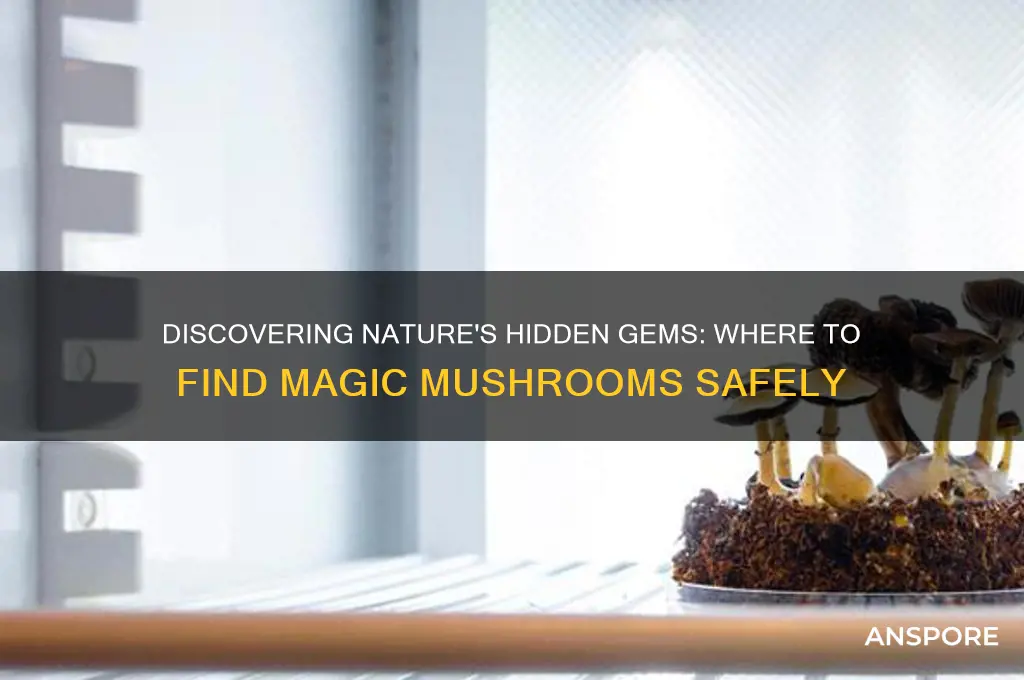 where to find majic mushrooms