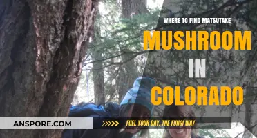 Discover Colorado's Hidden Matsutake Mushroom Hotspots: A Forager's Guide