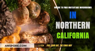 Discovering Matsutake Mushrooms: Northern California's Hidden Foraging Spots