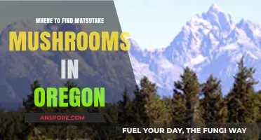 Oregon's Hidden Matsutake Treasures: Prime Foraging Spots Revealed