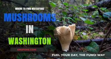 Discover Washington's Hidden Matsutake Mushroom Hotspots: A Forager's Guide