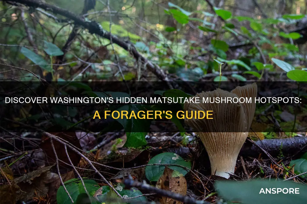where to find matsutake mushrooms in washington