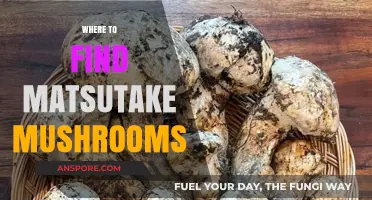 Discovering Matsutake Mushrooms: Top Locations for Foraging Success