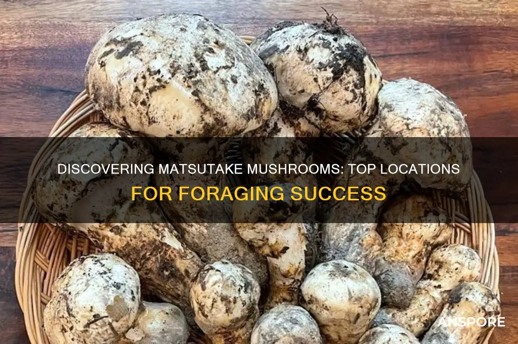 where to find matsutake mushrooms