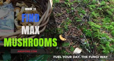 Top Spots to Hunt for Maximum Mushrooms in Nature
