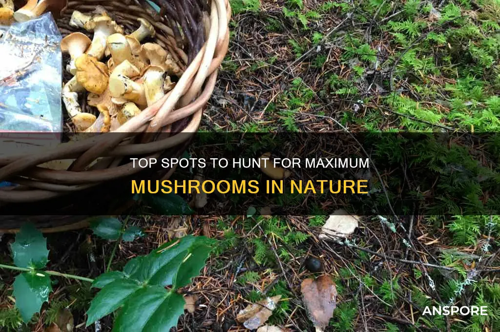 where to find max mushrooms