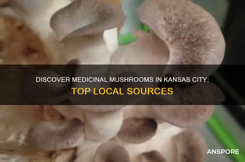 where to find medicinal mushrooms in kansas city are
