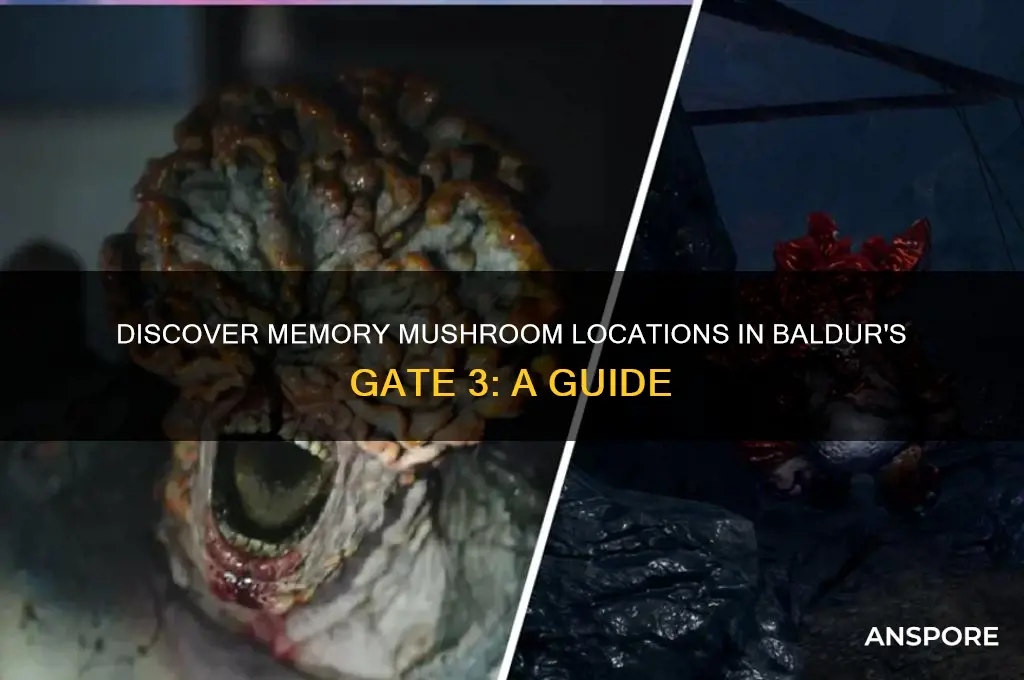where to find memory mushroom bg3