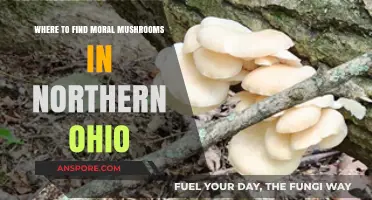Discovering Ethical Mushroom Foraging Spots in Northern Ohio's Forests