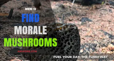 Discover Hidden Spots to Find Morale Mushrooms in Nature