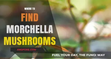 Discovering Morchella Mushrooms: Top Spots for Foraging Success