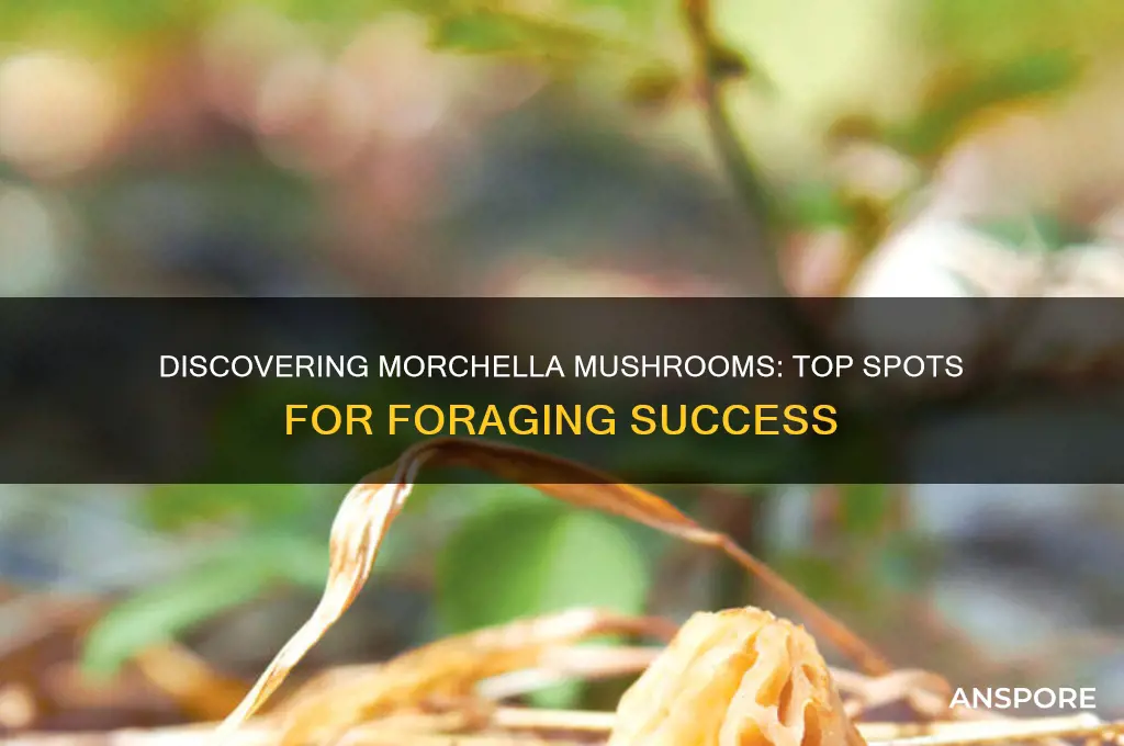 where to find morchella mushrooms