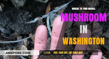 Discover Washington's Best Morel Mushroom Hunting Spots and Tips