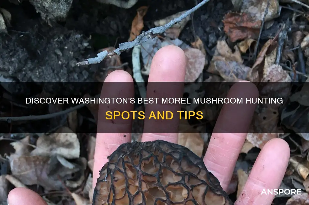 where to find morel mushroom in washington