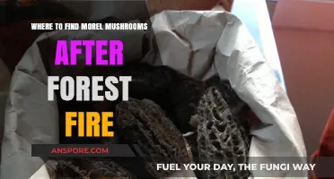Post-Fire Morel Hunting: Prime Spots for Finding Mushrooms After Blazes