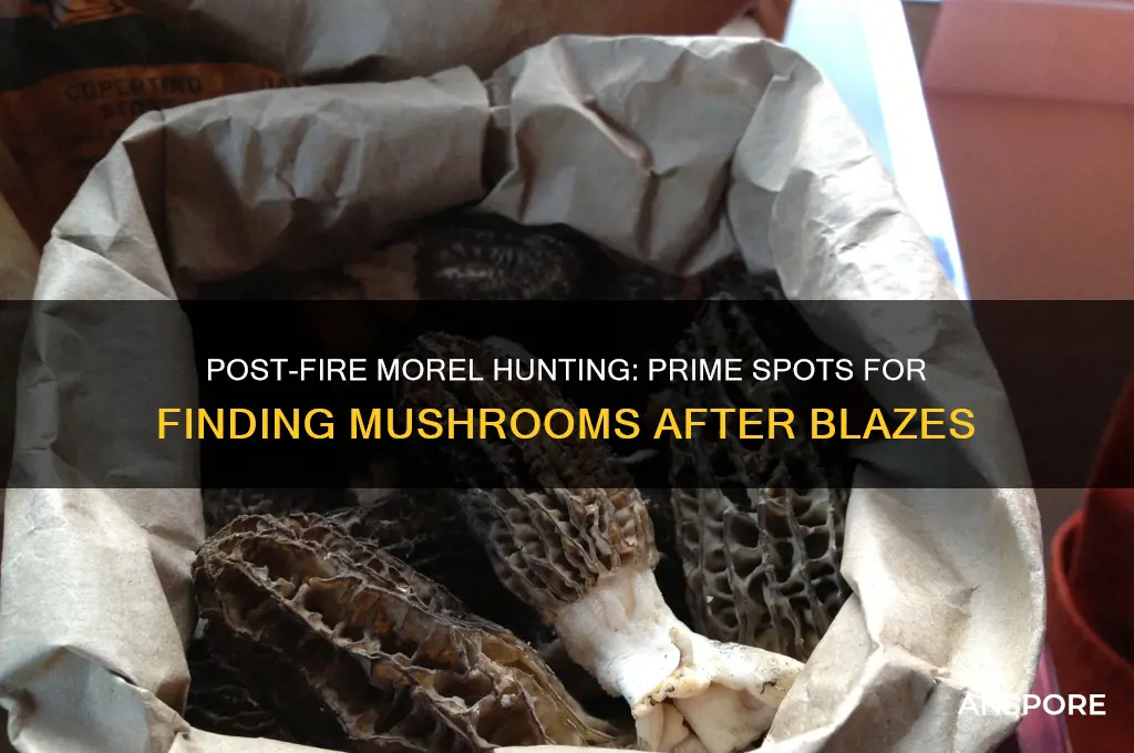where to find morel mushrooms after forest fire