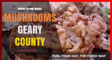 Discover Geary County's Best Morel Mushroom Hunting Spots