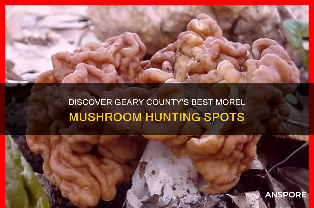 where to find morel mushrooms geary county