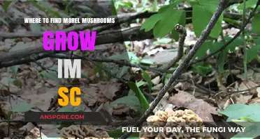 Discover Morel Mushrooms in South Carolina: Prime Spots to Hunt