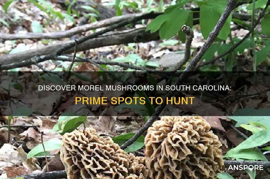 where to find morel mushrooms grow im sc
