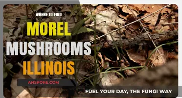 Discover Illinois' Best Morel Mushroom Hunting Spots & Tips