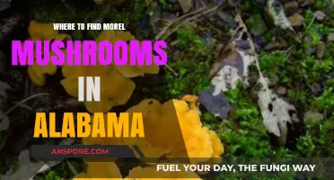 Discover Alabama's Hidden Morel Mushroom Hotspots: A Forager's Guide